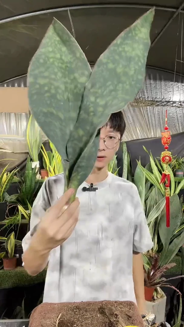 双叶翡翠宝镜裸根19.9