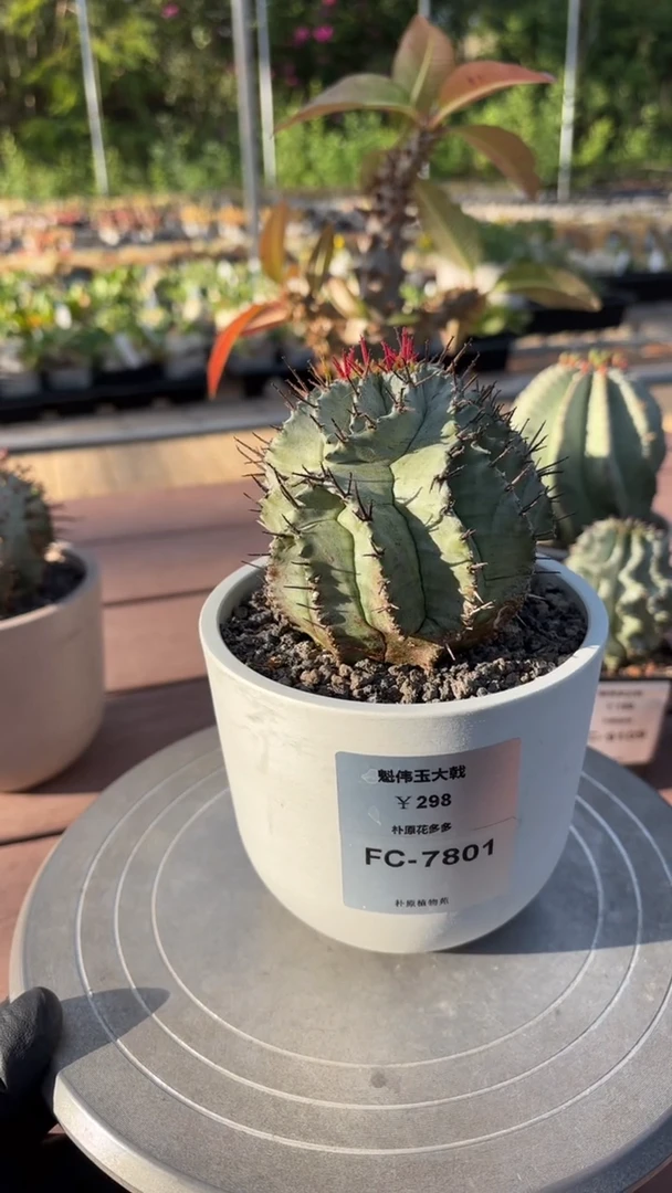 魁伟玉大戟FC-7801