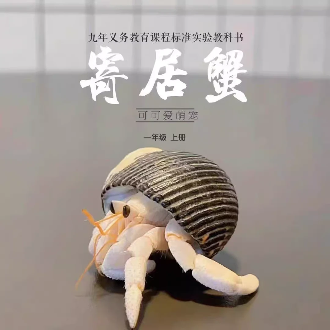 寄居蟹活泼可爱豆丁陆生爬宠观赏蟹