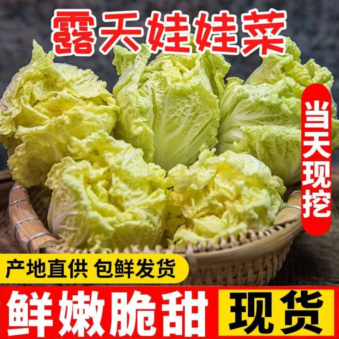 露天种植新鲜现挖现发黄心娃娃菜l绿色蔬菜健康五斤