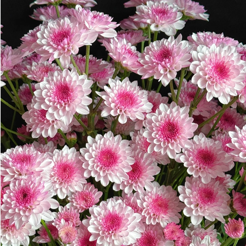 绝美浅粉水晶带花苞多年生室内阳台庭院盆栽