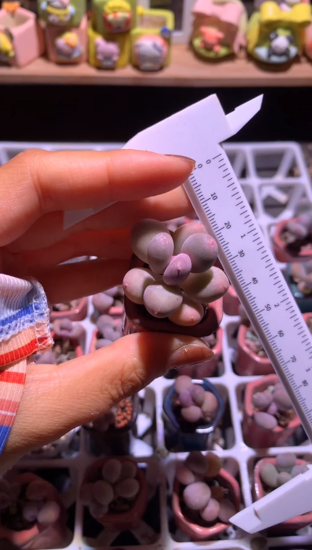 韩国彩虹，满28包邮，不满发一个叶片到付