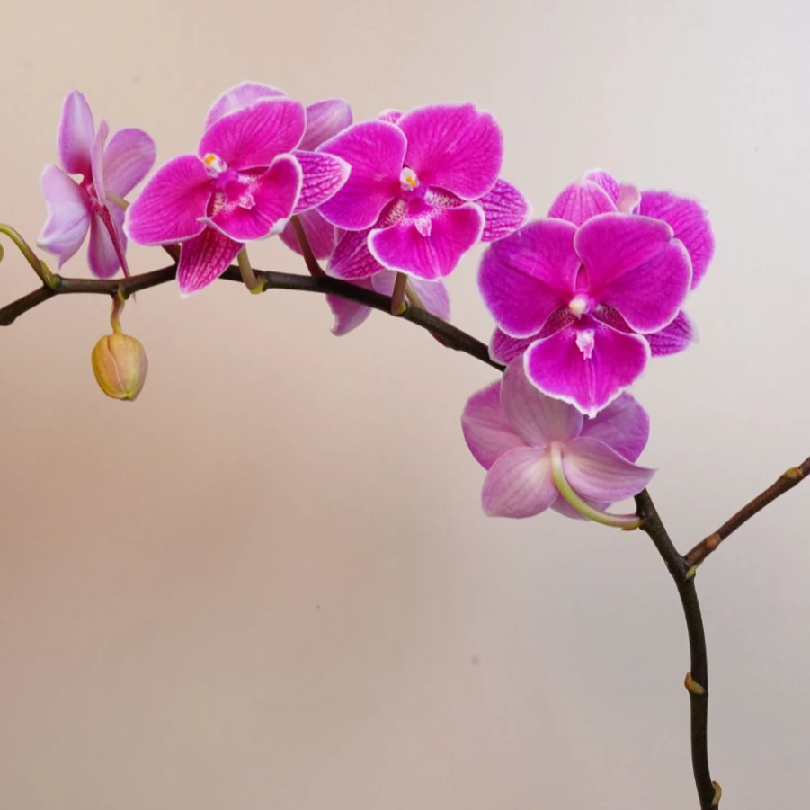 《明兰基地》蝴蝶兰爆花机器【红豆】带花带花苞发货