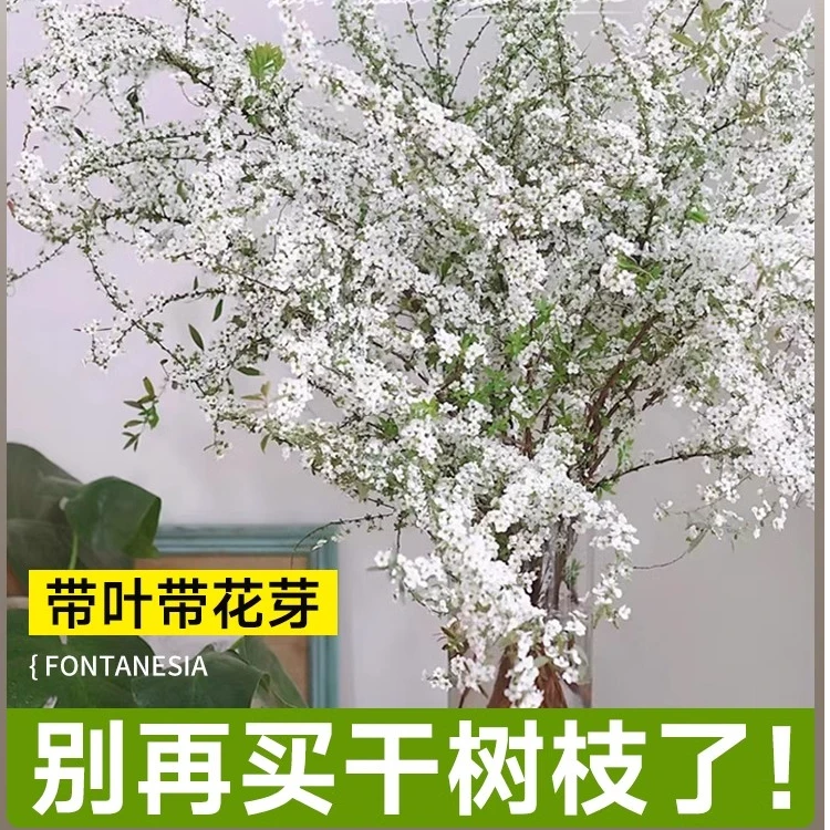 雪柳鲜枝带花带芽水培植物干枝水养重瓣带花苞室内插花鲜切花花卉
