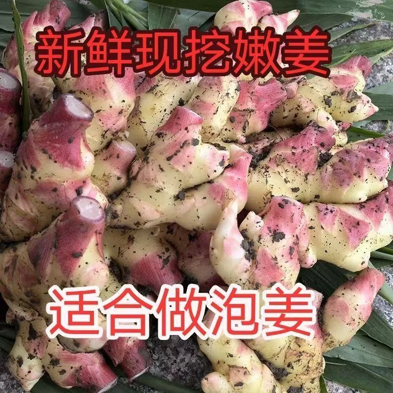 正宗云南小黄姜新鲜现挖嫩姜 食用农产品产地直发