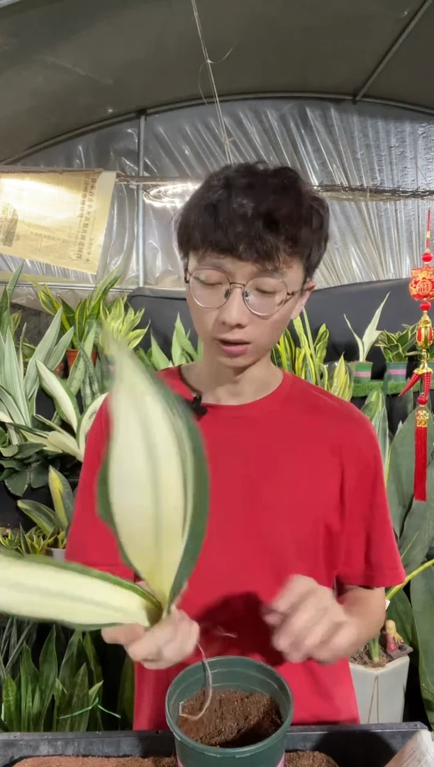 中泰国皇后裸根72.8