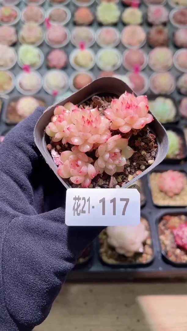 【闪购商品】21-117海王