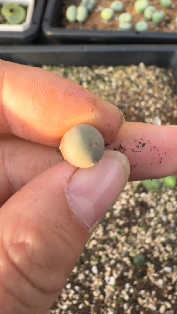 【闪购商品】17-96