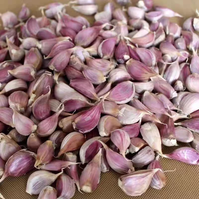 云南老品种紫皮红皮蒜真香蒜好剥壳很香的老品种真香蒜