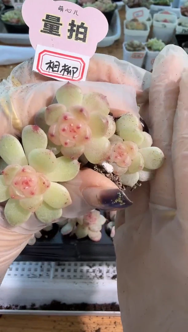 相柳单双混 3颗量拍混发 满9.9包邮