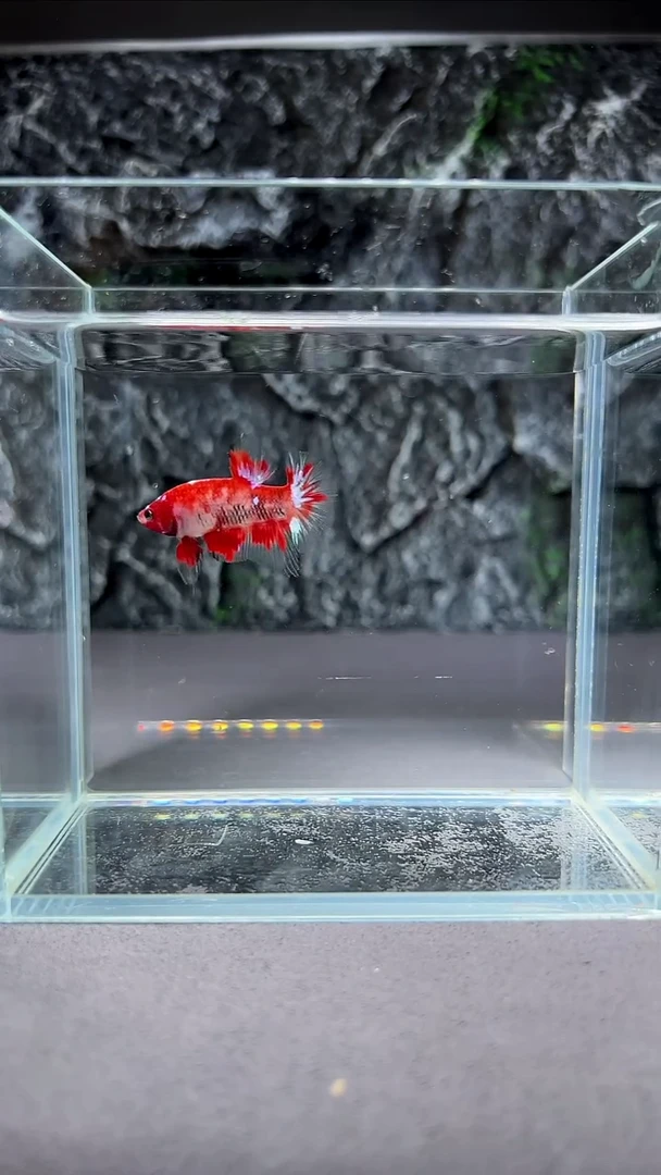 斗鱼竞拍链接A119