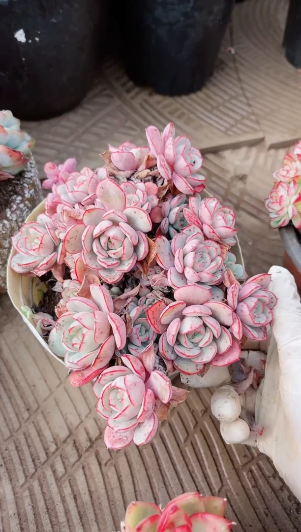 【闪购商品】19238多肉