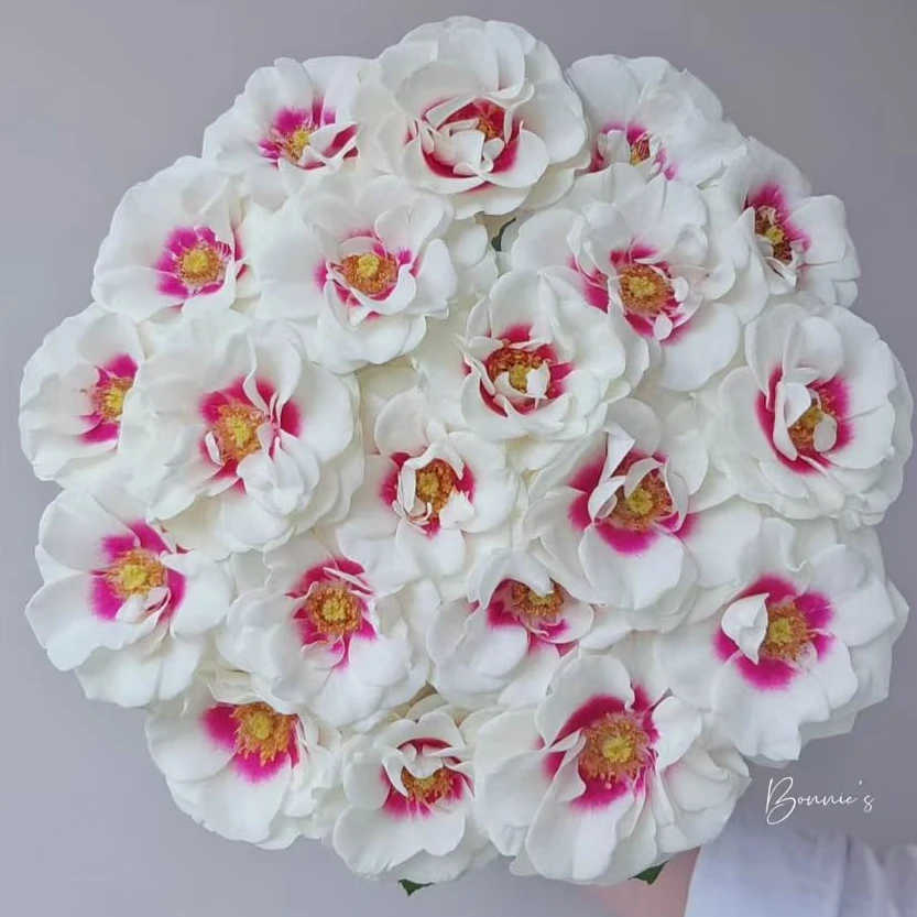 10枝【桥边之约】单头玫瑰 室内水养鲜切花 云南昆明基地直发