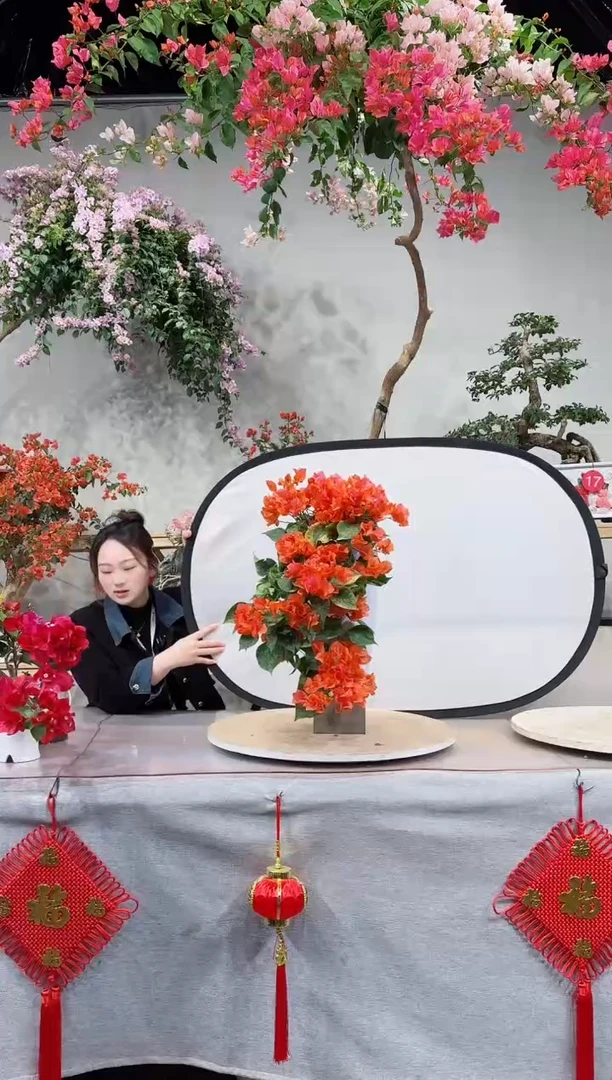 【闪购商品】盆景撒金橙