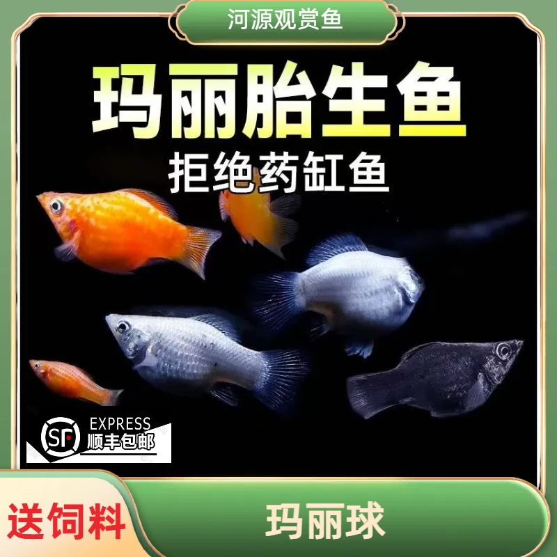 胎生鱼新手玛丽鱼米奇鱼繁殖生小鱼热带淡水小型观赏鱼易活好养