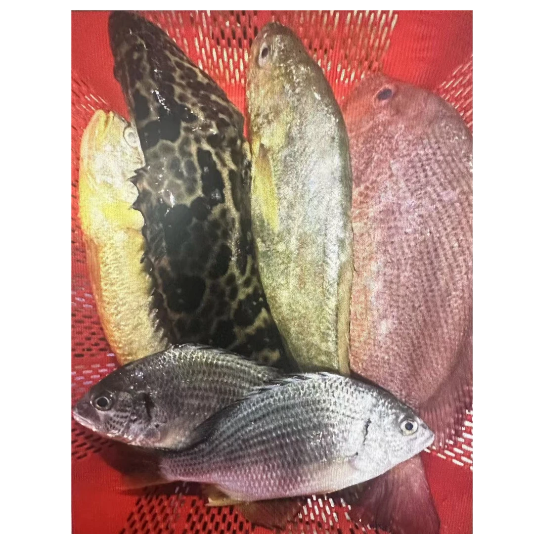新鲜捕捞杂鱼套餐a 4.7斤-5斤顺丰包邮肉质鲜嫩码头直发