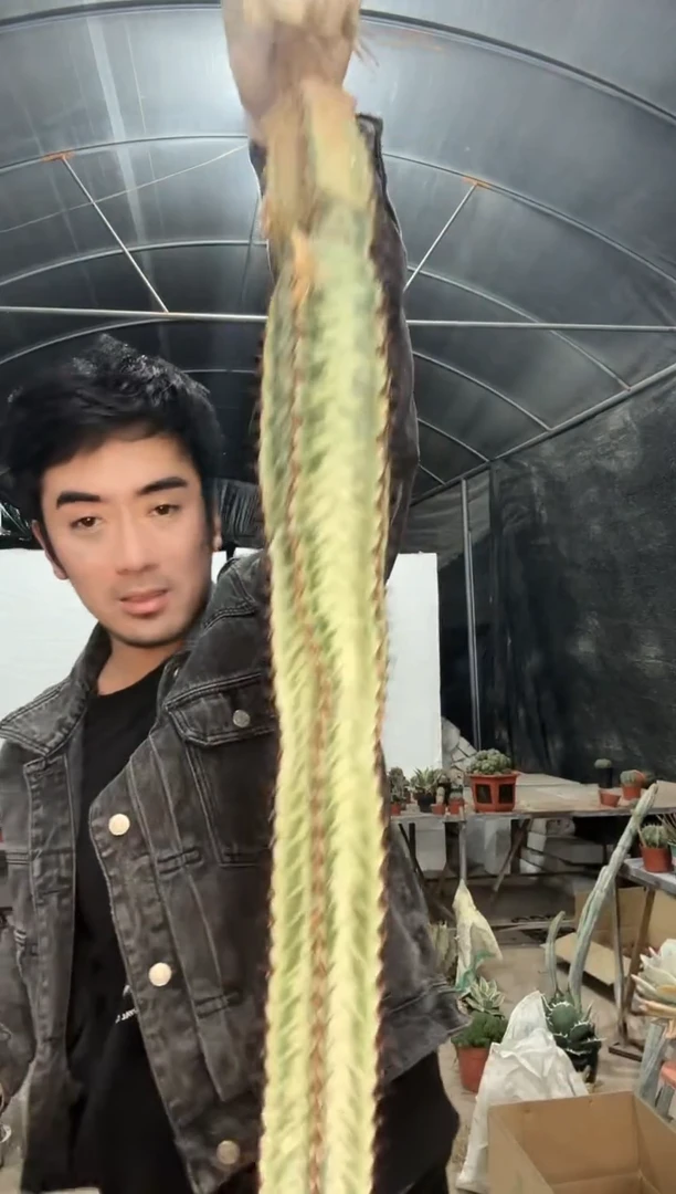 【闪购商品】斑马111111111111111