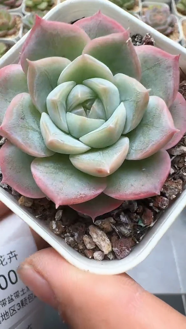 002E云禹多肉植物 带盆土纸巾打包 3颗包邮