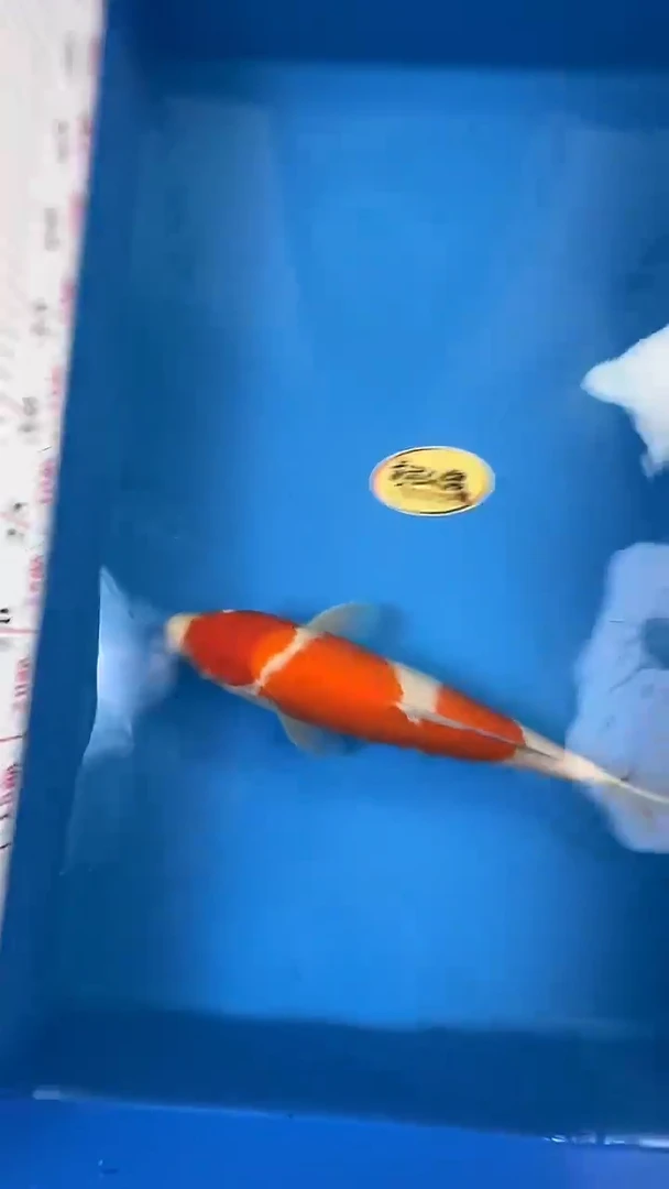锦鲤   大日红白
