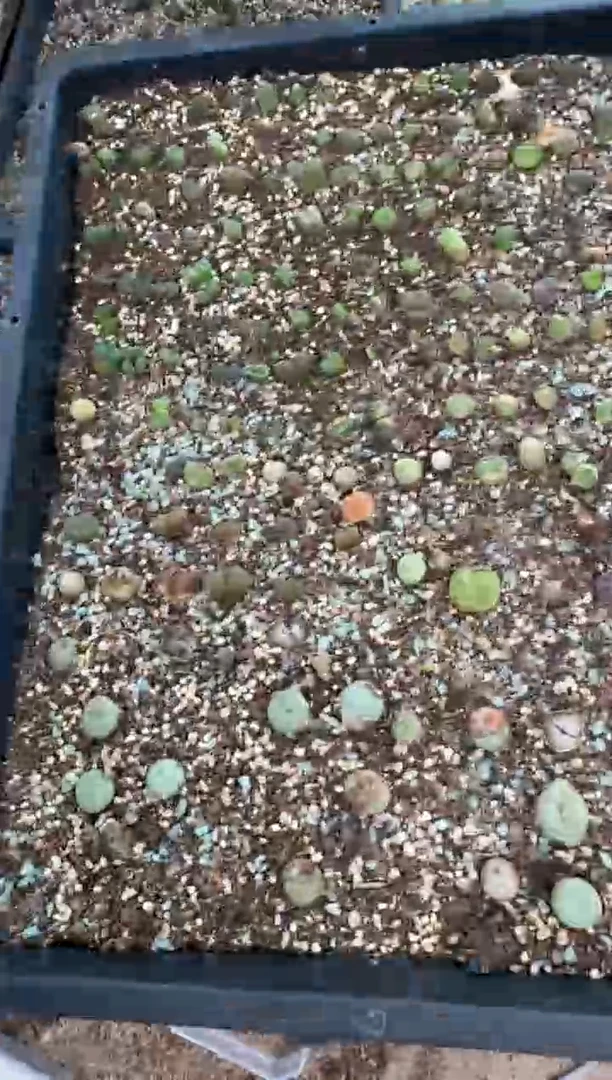 9-473多肉植物肉锥