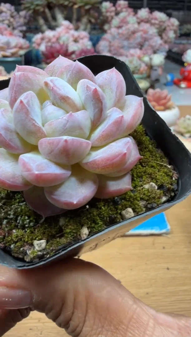 东云多肉园二店-85