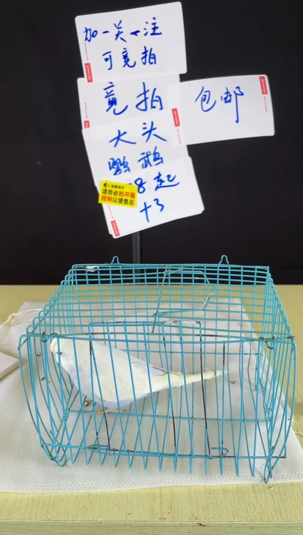 虎皮鹦鹉特色大头