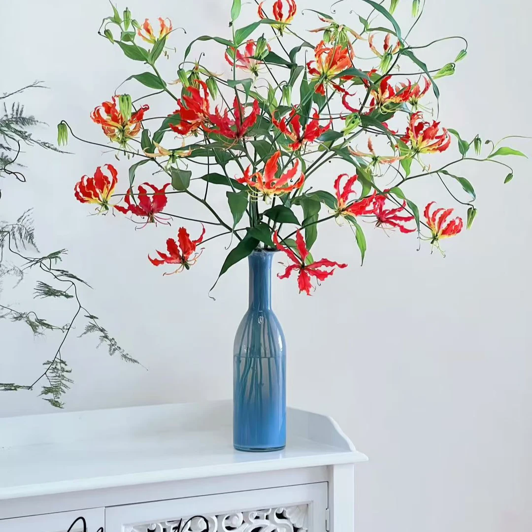 【嘉兰百合】 稀缺小众 高端品种 花期长   鲜切花