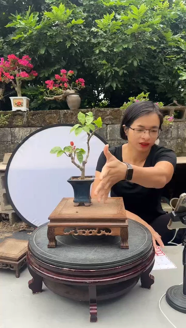 芸*紫三角梅同安红