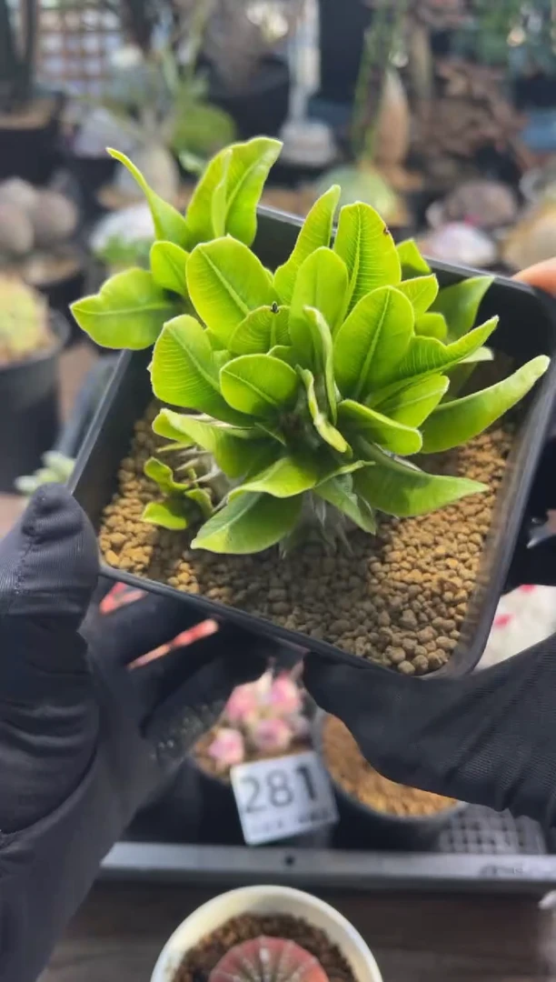 专拍惠比玉发货带盆