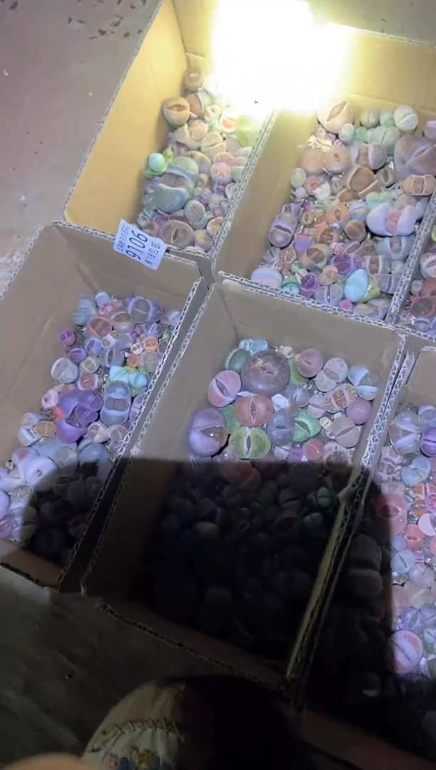 【闪购商品】9106特价彩色混合1盒微瑕量拍