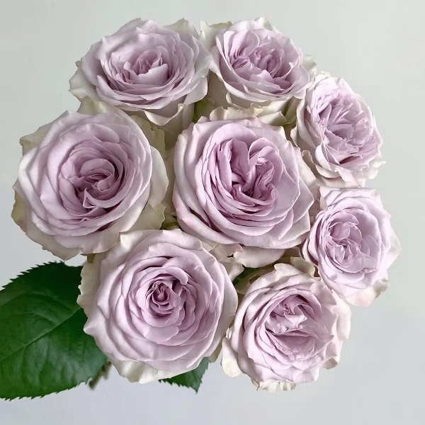 鲜花【海洋之心玫瑰】同地址两单以上顺丰/德邦+送10包保鲜剂