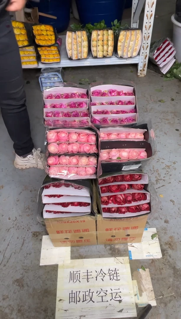 冰上芭蕾20枝+冷美人20枝+凯瑟琳20枝