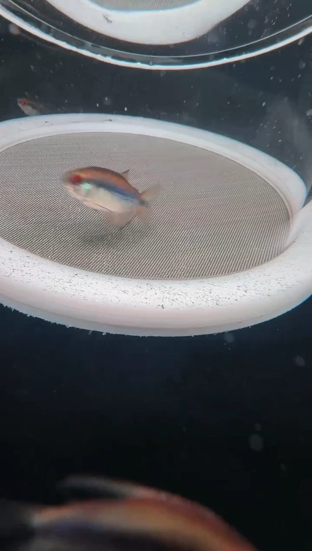 灯科鱼？D21-8号浅云魔鬼3cm+（不包黑点）1条