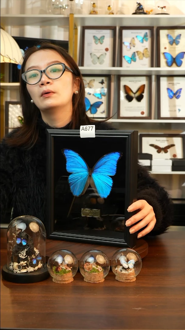 大蓝闪蝶-黑绒（10寸欧式黑框）A677