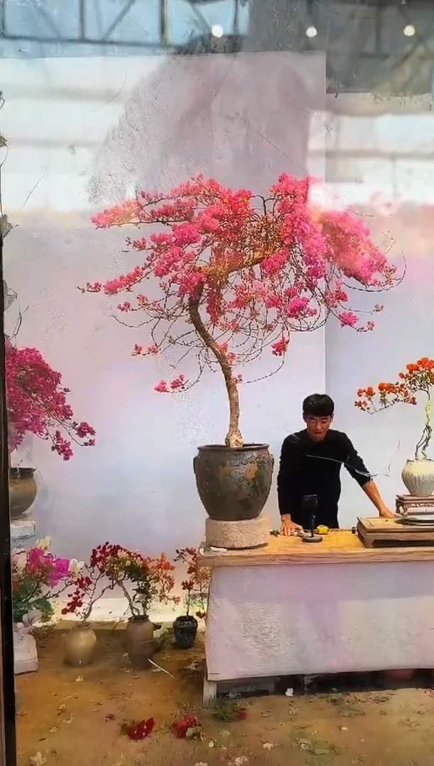 以实际为准三角梅21