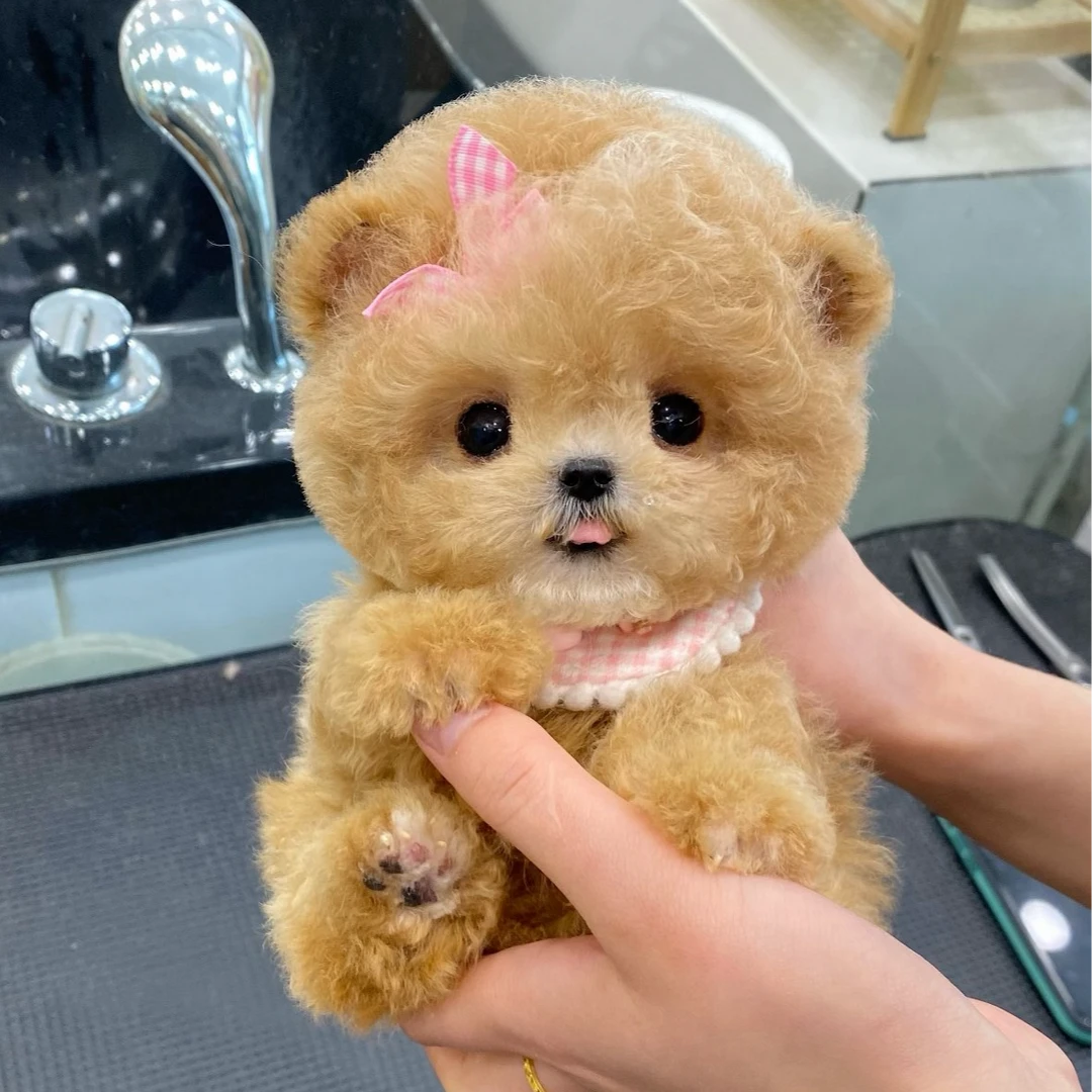 可爱长不大幼犬宠物活体藏马熊