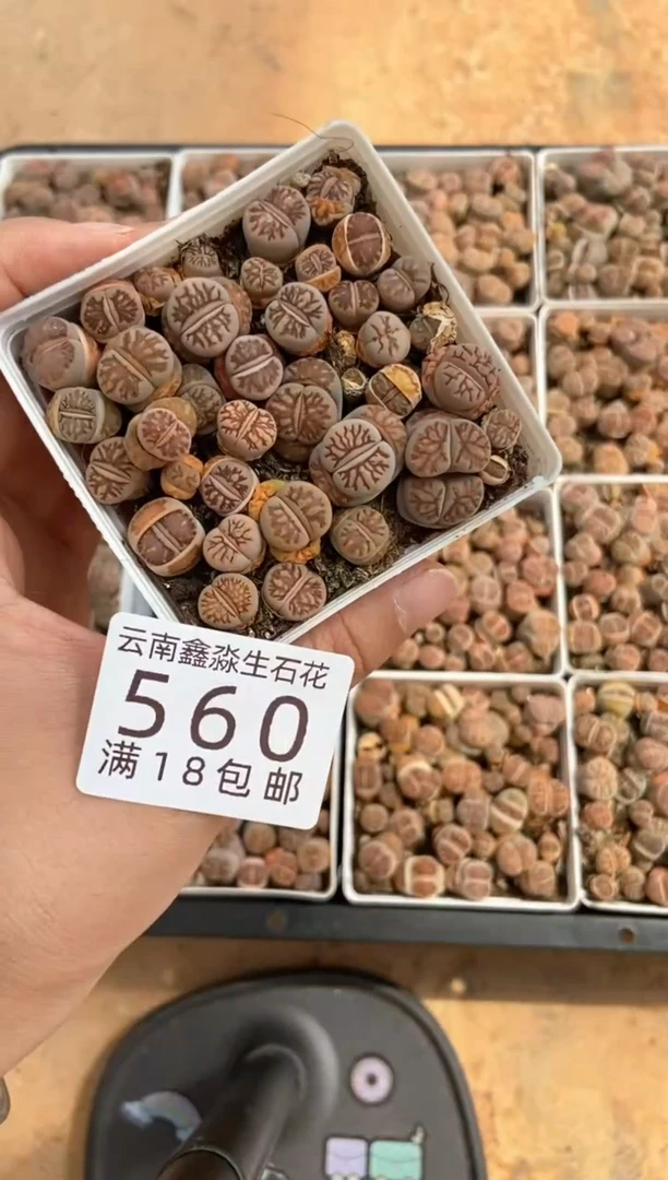 560特价菊化石满盆有瑕疵发货1盒量拍