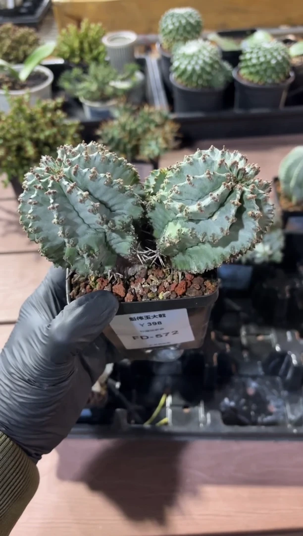 魁伟玉大戟FD-572