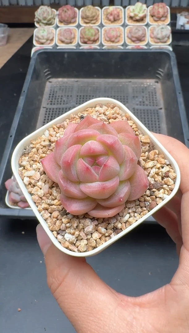 【闪购商品】458A号一物一拍多肉花卉植物拍3颗起发