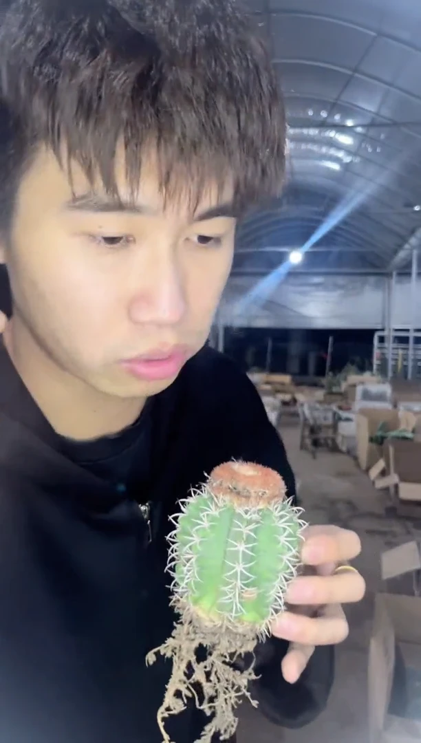 【闪购商品】实生根 魔云【带云顶】