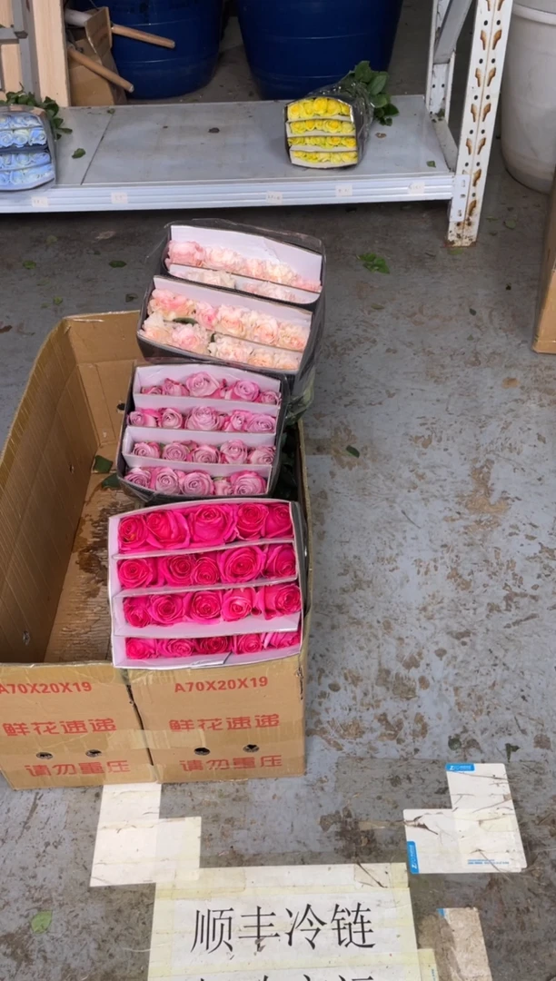 佛洛依德20枝+洛神20枝+气场20枝