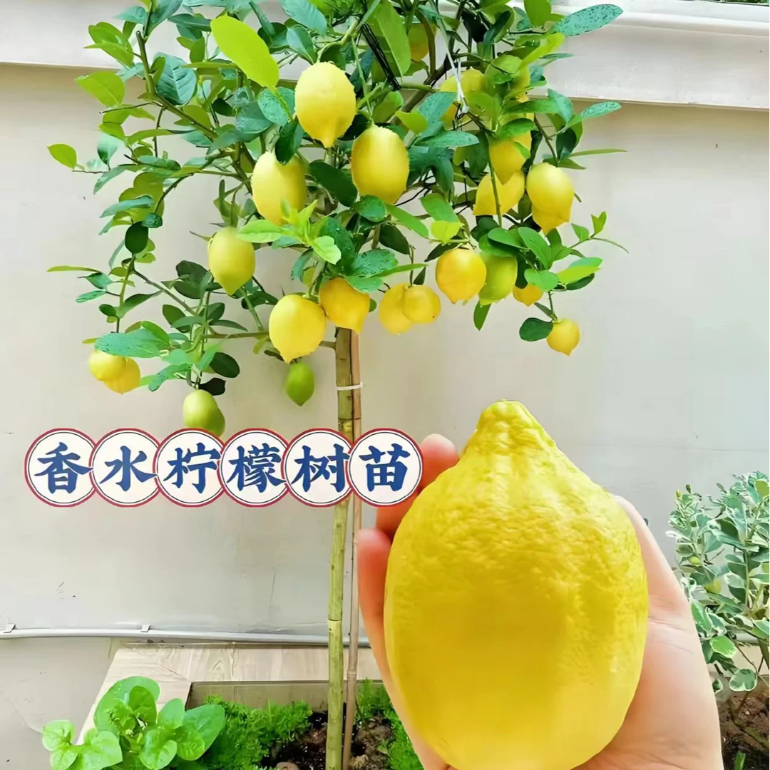 柠檬树苗盆栽适合室外庭院种植四季常绿好养