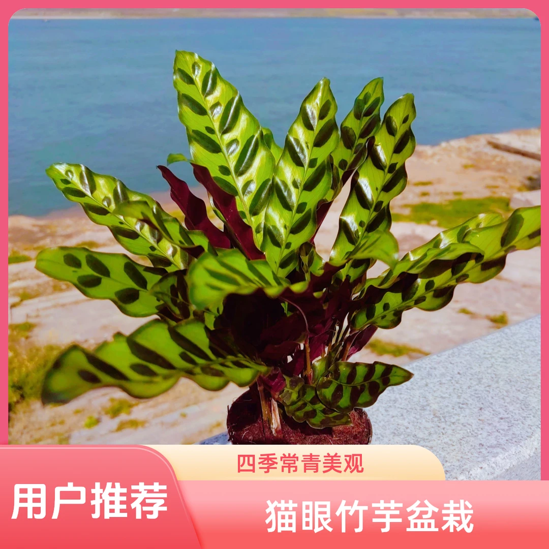 【猫眼竹芋】豹纹竹芋盆栽室内观叶植物办公室客厅桌面装饰四季常青