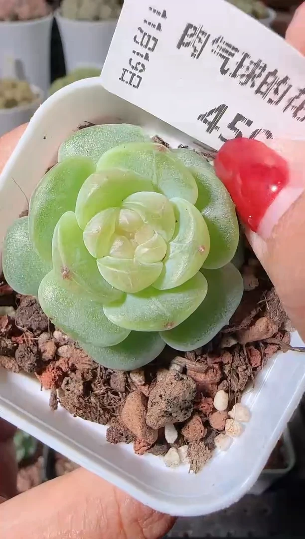 1119-459星月麦秆群生不包整