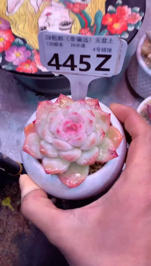 445Z（一物一拍，精品多肉，w所见即所得 ）