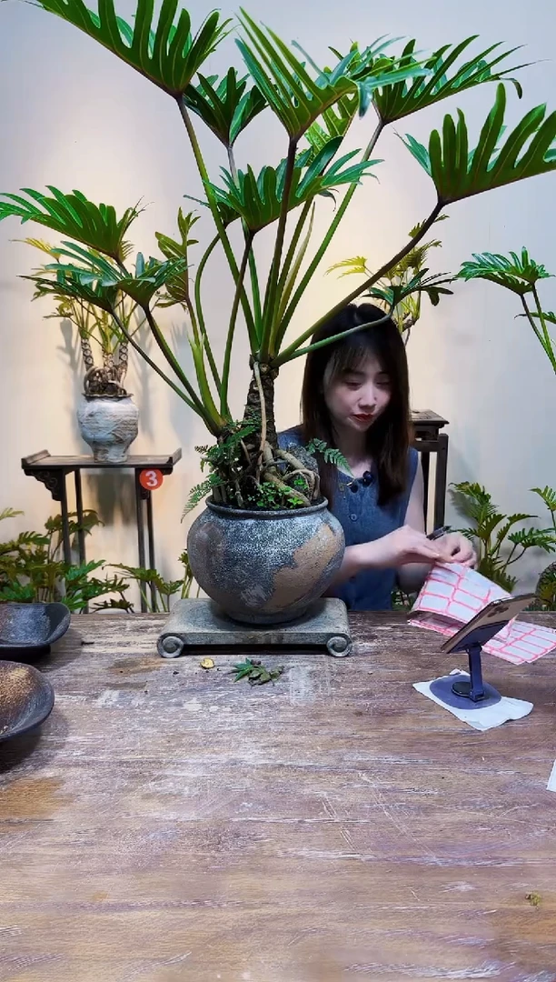 无花朵龙鳞小天使龙鳞小天使