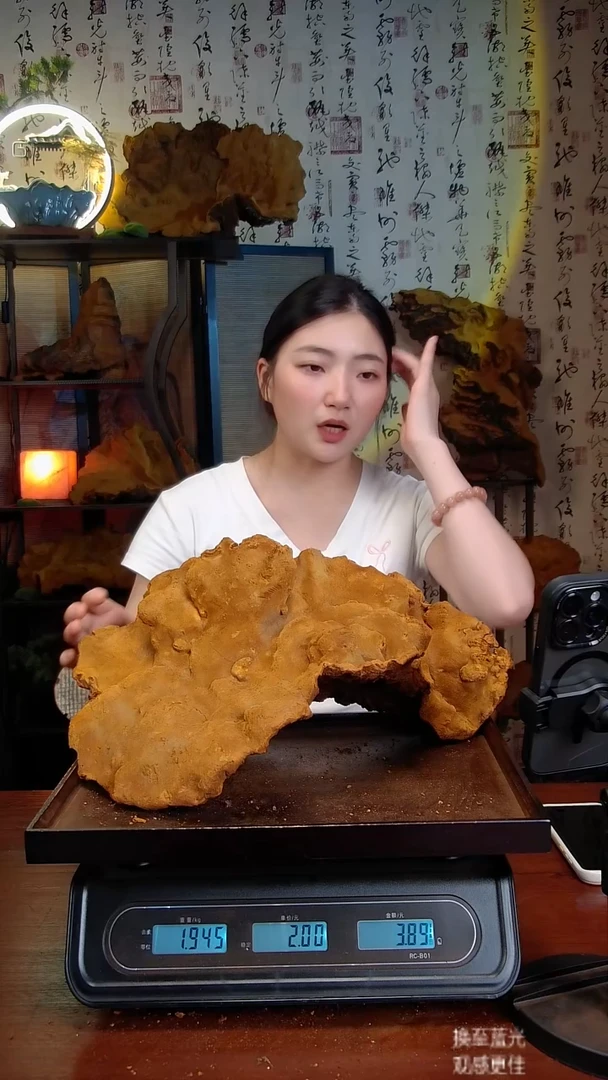 松针层孔菌中国大陆【藏区】松树桑黄（3.88斤）50-60年份
