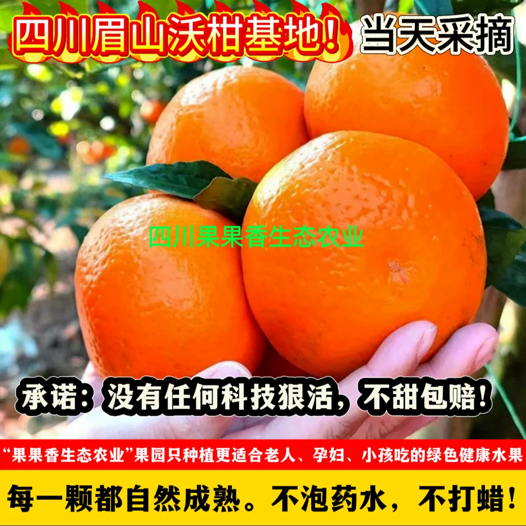 5斤尝鲜091无核沃柑橘子桔子天然维C当季南方现摘水果坏果包赔