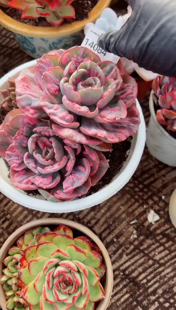 浅*爱多肉植物一物一拍14084