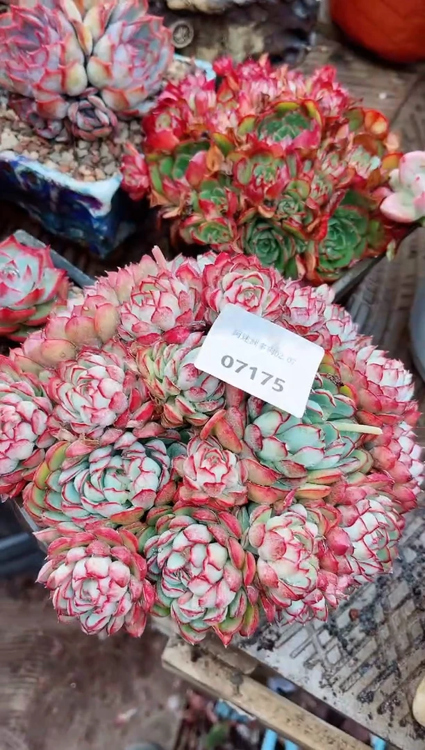 【闪购商品】07175